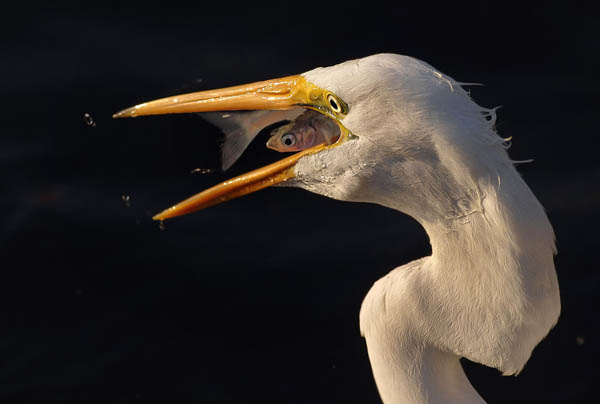 Stunning High Speed Photos of Birds Catching Fish
