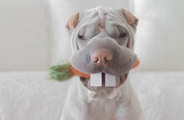 Paddington: Adorable Shar Pei Wear Costumes with a Stoic Expression