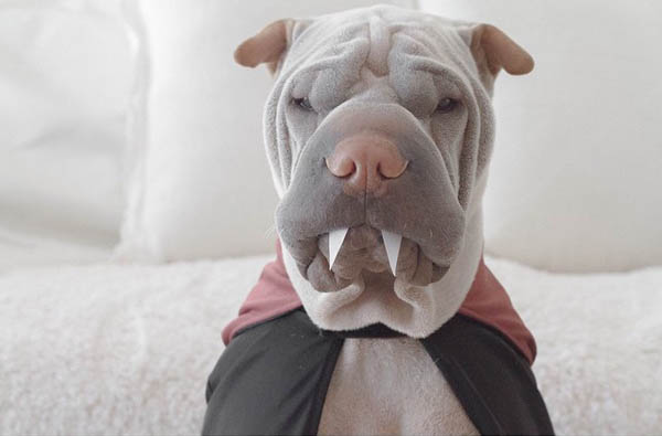 Paddington: Adorable Shar Pei Wear Costumes with a Stoic Expression