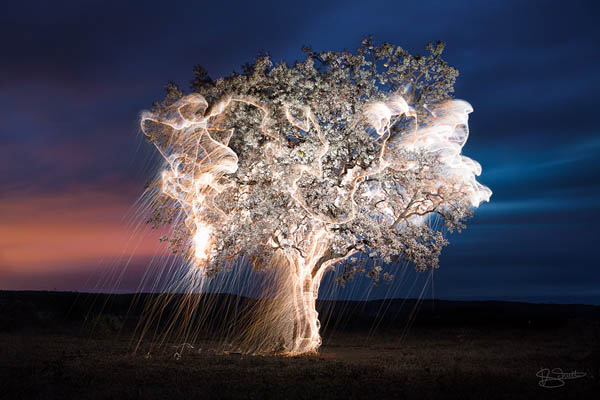 Tree of Life: Stunning Long Exposure Light Painted Trees by Vitor Schietti