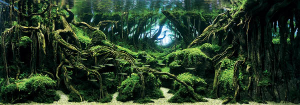 Most Stunning Aquarium Photos: Winners of the 2015 International Aquatic Plants Layout Contest