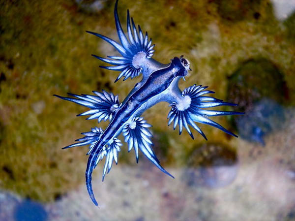 Blue Dragon: The Mythical-looking Creature is Another Type of Sea Slug