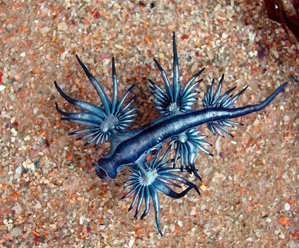 Blue Dragon: The Mythical-looking Creature is Another Type of Sea Slug
