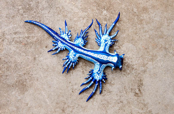 Blue Dragon: The Mythical-looking Creature is Another Type of Sea Slug