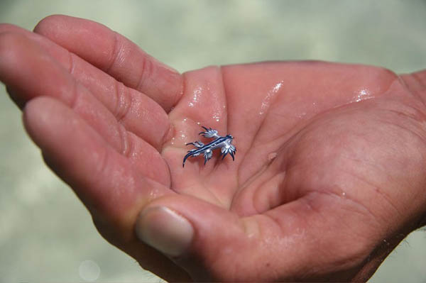 Blue Dragon: The Mythical-looking Creature is Another Type of Sea Slug