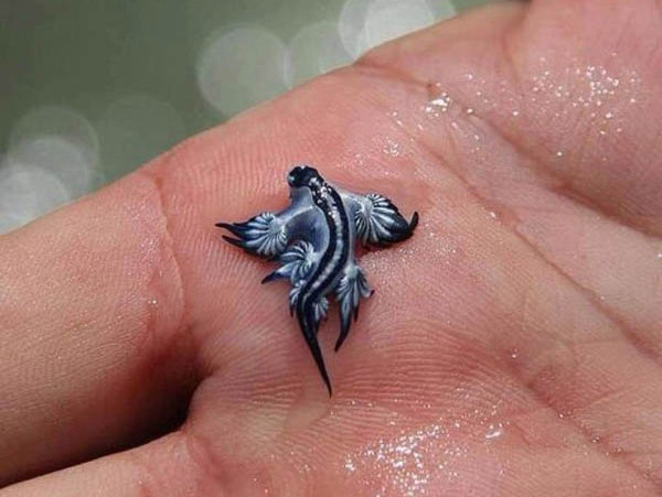 Blue Dragon: The Mythical-looking Creature is Another Type of Sea Slug