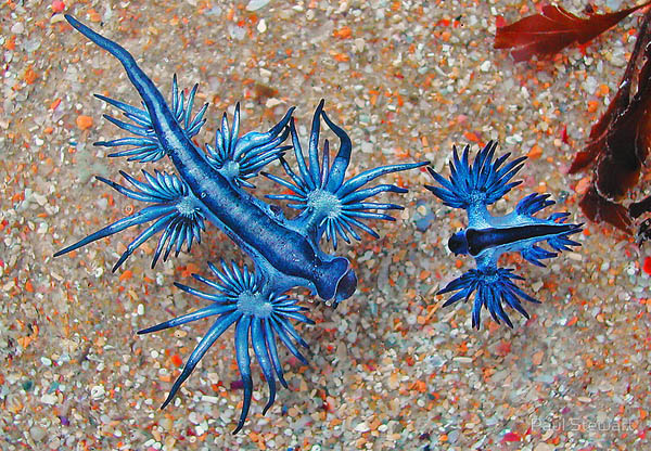 Blue Dragon: The Mythical-looking Creature is Another Type of Sea Slug ...