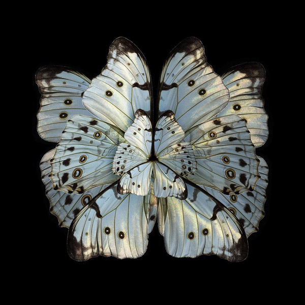 Insects Wings Photos are Manipulated to Look Like Blooming Flowers