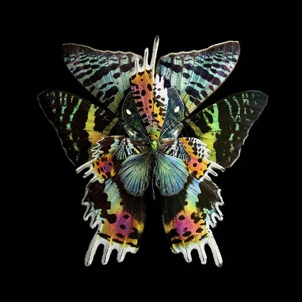 Insects Wings Photos are Manipulated to Look Like Blooming Flowers