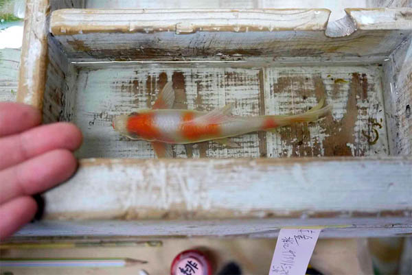 Goldfish Salvation: Realistic Goldfish Painted Between Layers of Resin