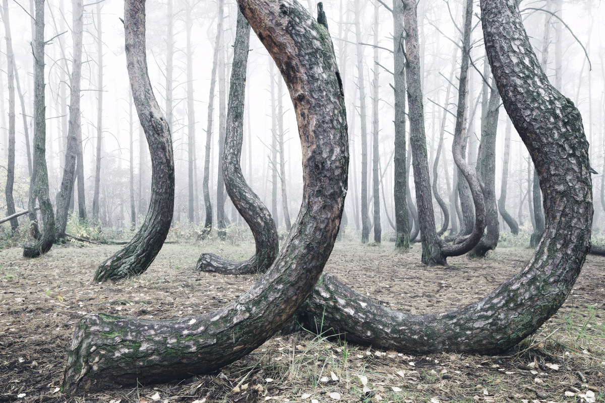 The Crooked Forest: One of The Most Unusual Forests
