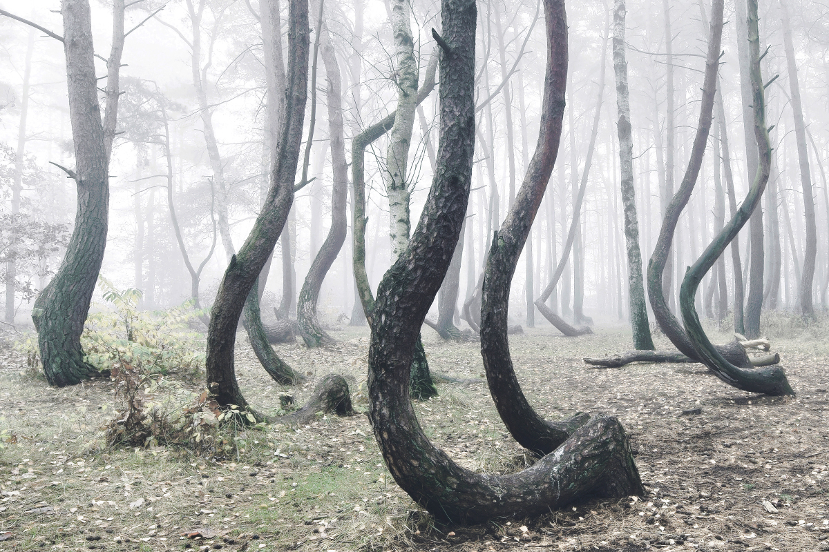 The Crooked Forest: One of The Most Unusual Forests