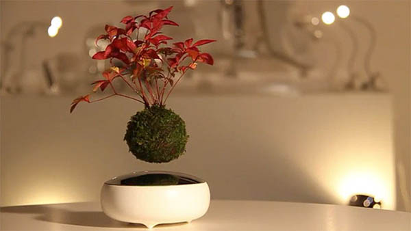 Air Bonsai: Grow and Nature Your Floating Little Star