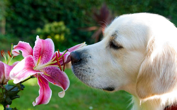 20 Adorable Photos of Animal Smell Flowers - Design Swan