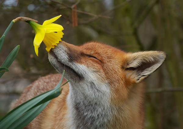 20 Adorable Photos of Animal Smell Flowers