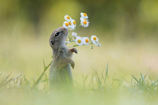 20 Adorable Photos of Animal Smell Flowers