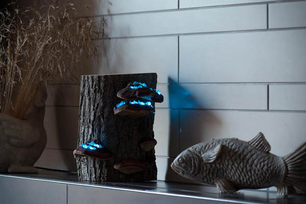 Magical Night Lamp Created from Crystals, Tree mushrooms and Timber