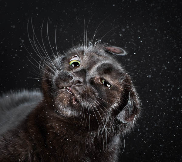 Hilarious Portraits of Felines Shaking in Motion Photographed by Carli Davidson