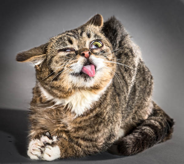 Hilarious Portraits of Felines Shaking in Motion Photographed by Carli Davidson