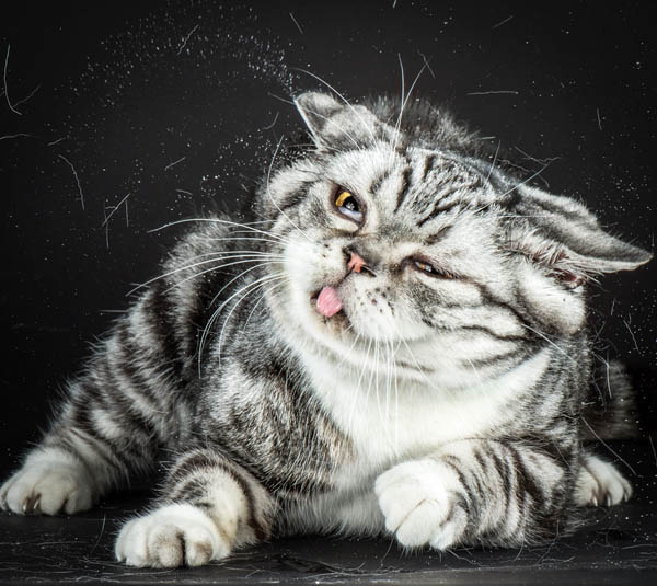 Hilarious Portraits of Felines Shaking in Motion Photographed by Carli Davidson