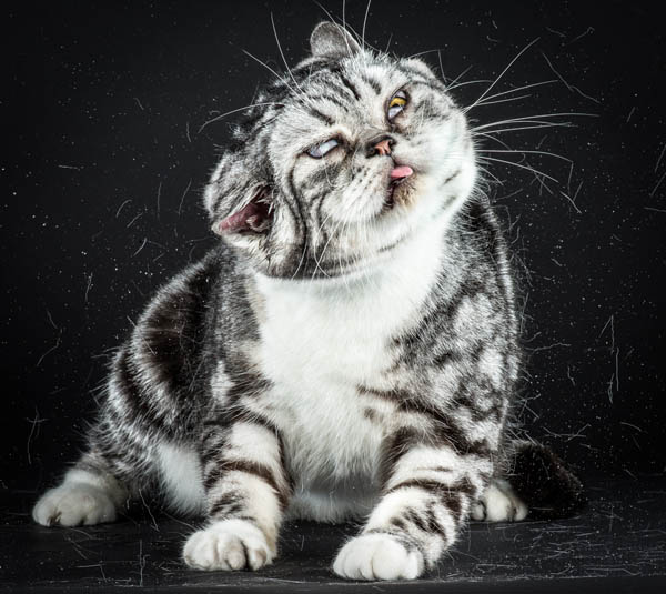 Hilarious Portraits of Felines Shaking in Motion Photographed by Carli Davidson