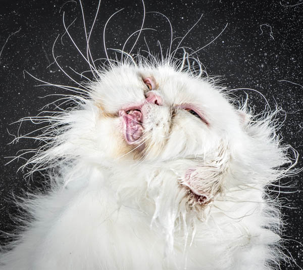Hilarious Portraits of Felines Shaking in Motion Photographed by Carli Davidson