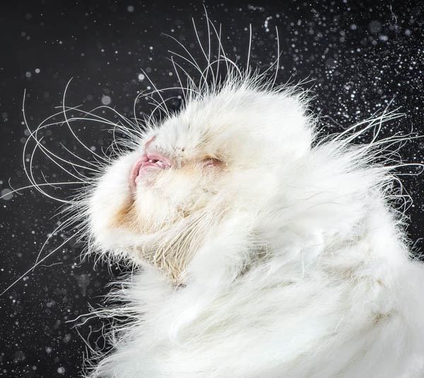 Hilarious Portraits of Felines Shaking in Motion Photographed by Carli Davidson