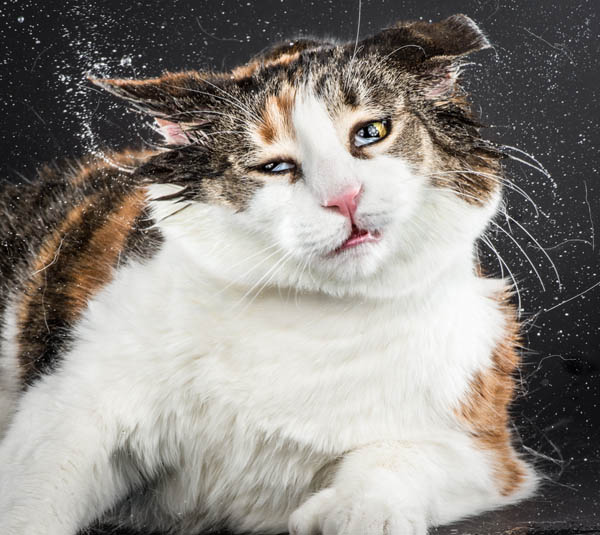 Hilarious Portraits of Felines Shaking in Motion Photographed by Carli Davidson