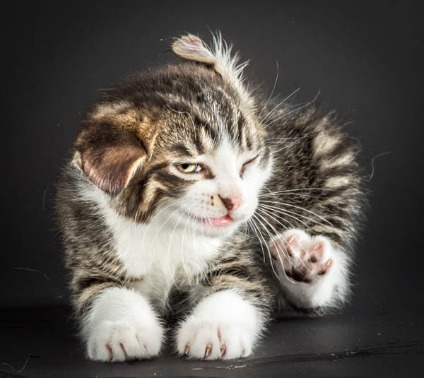 Hilarious Portraits of Felines Shaking in Motion Photographed by Carli Davidson