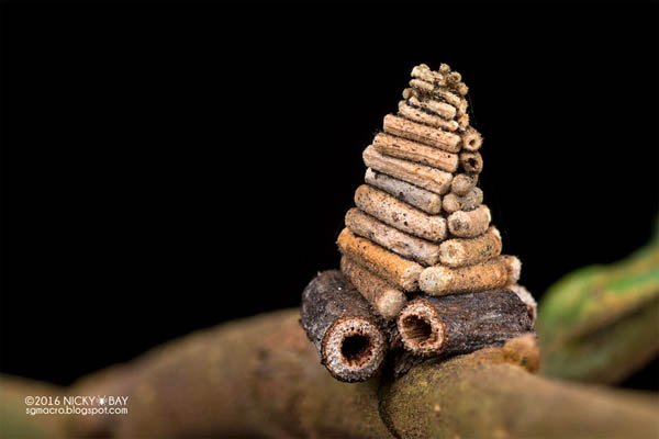 Nature’s Tiniest Architects