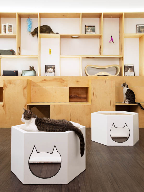 Meow Parlour: Cafe with Freely Roaming Cats in New York