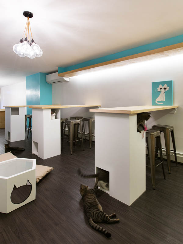 Meow Parlour: Cafe with Freely Roaming Cats in New York