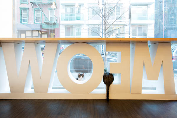 Meow Parlour: Cafe with Freely Roaming Cats in New York