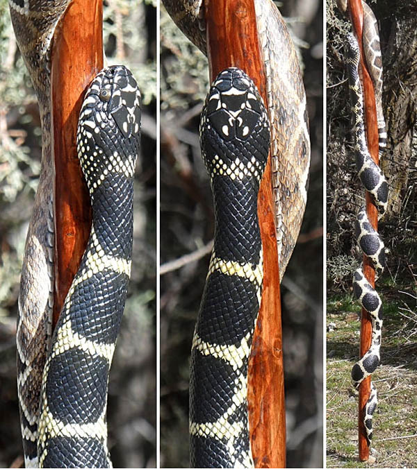 Incredibly Hyper-realistic Snake Walking Stick