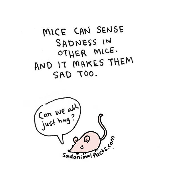 Sad Animal Facts: Cute Illustrations with Sobering Facts