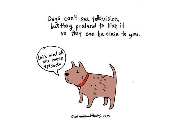 Sad Animal Facts: Cute Illustrations with Sobering Facts