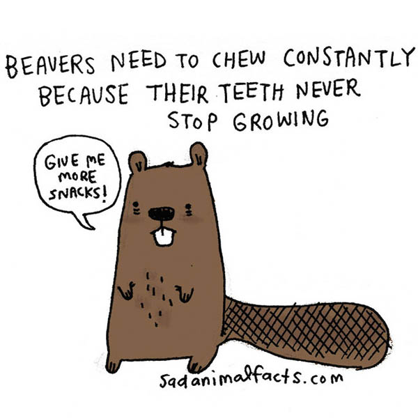 Sad Animal Facts: Cute Illustrations with Sobering Facts