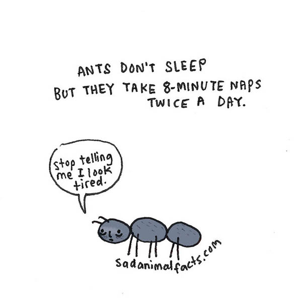 Sad Animal Facts: Cute Illustrations with Sobering Facts