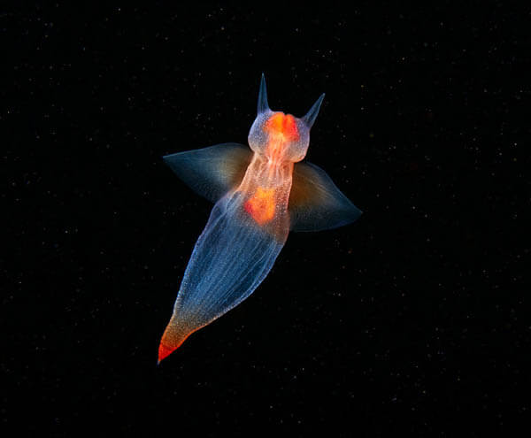 Marine Wildlife Near the Arctic Circle by Alexander Semenov