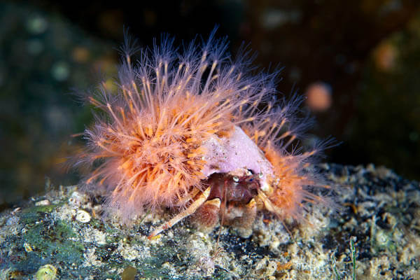 Marine Wildlife Near the Arctic Circle by Alexander Semenov