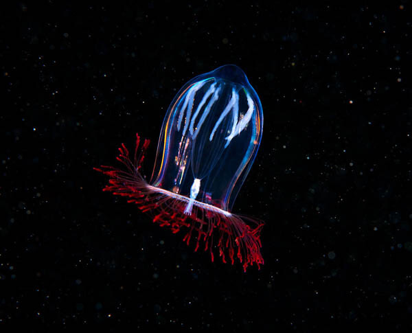 Marine Wildlife Near the Arctic Circle by Alexander Semenov