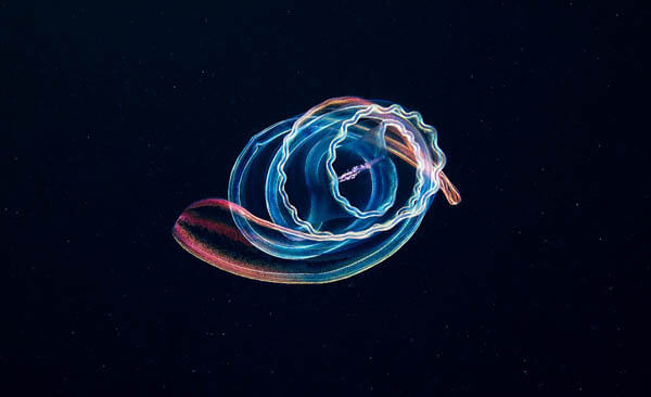 Marine Wildlife Near the Arctic Circle by Alexander Semenov