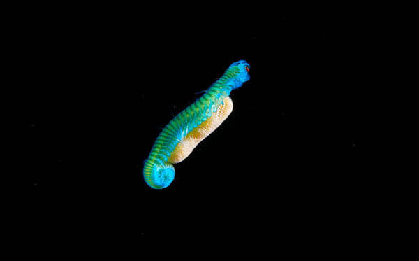 Marine Wildlife Near the Arctic Circle by Alexander Semenov