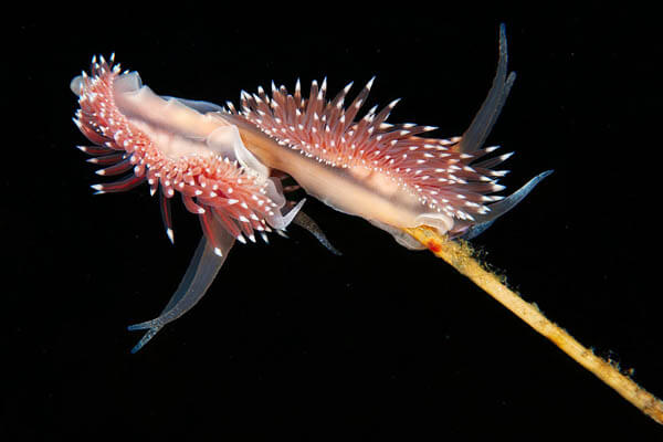 Marine Wildlife Near the Arctic Circle by Alexander Semenov