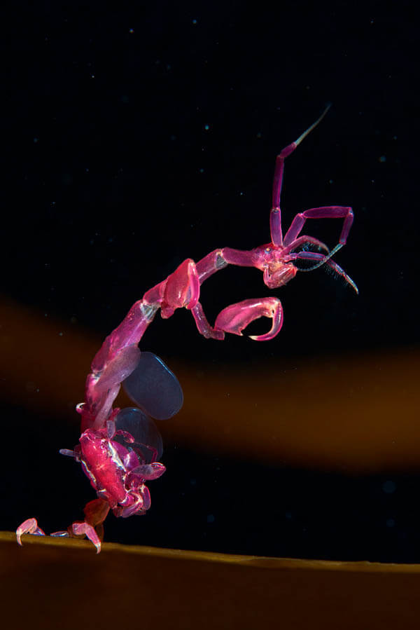 Marine Wildlife Near the Arctic Circle by Alexander Semenov