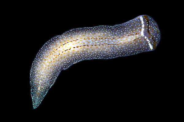 Marine Wildlife Near the Arctic Circle by Alexander Semenov