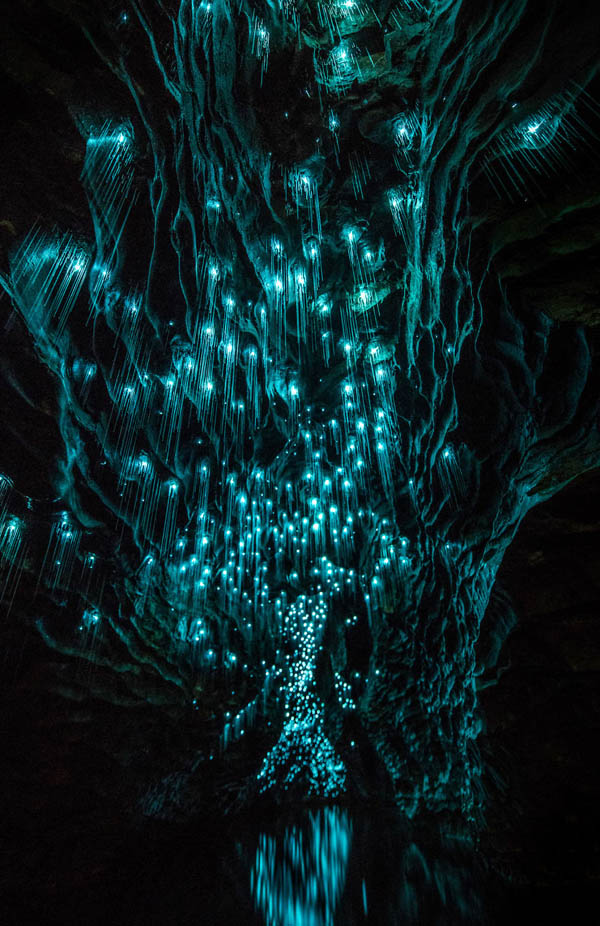 Avatar Pandora on Earth: Magical Cave Scene Created by Glow Worms in New Zealand