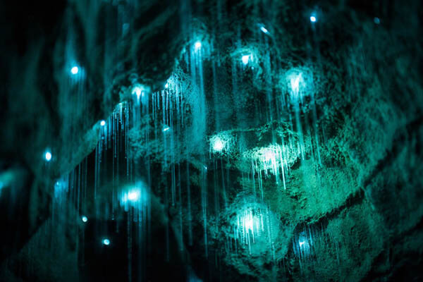 Avatar Pandora on Earth: Magical Cave Scene Created by Glow Worms in New Zealand