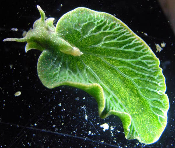 Would You Become Something You Eat Most? Elysia chlorotica, The First Animal-Plant Hybrid Creator