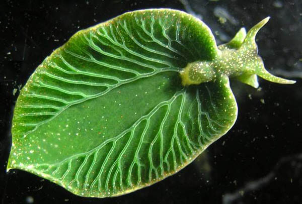 Would You Become Something You Eat Most? Elysia chlorotica, The First Animal-Plant Hybrid Creator
